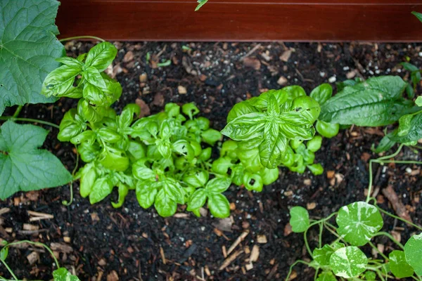 Basil Planted Raised Garden Bed Obvious Slug Pest Damage Foliage Εικόνα Αρχείου