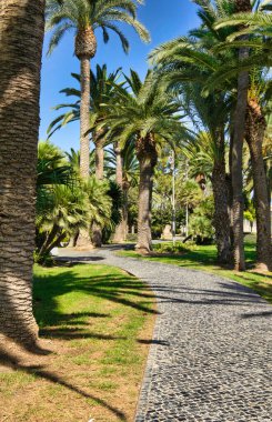 İspanya, Elche ve Alicante 'de palmiye ağaçlarıyla dolu güzel güneşli bir parkta 2000' den fazla palmiye ağacı var.