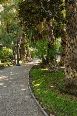 Elche şehrindeki bir palmiye parkında yürüyüş sokağı. İspanya, Alicante vilayeti. Dikey görünüm.