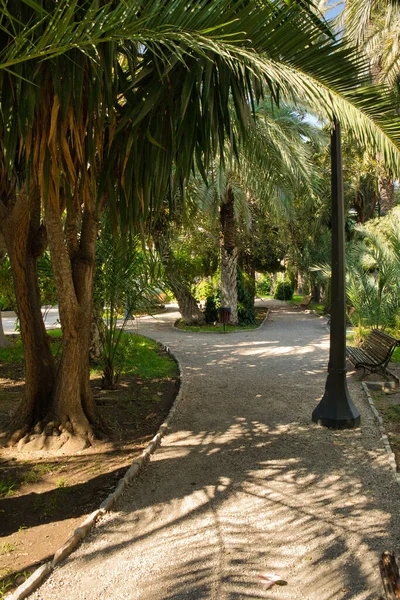 Gånggränd Palmpark Staden Elche Spanien Provinsen Alicante Vertikal Bild — Stockfoto