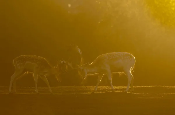 Zwei Kampfbullen Damhirsche Dama Dama Den Ersten Sonnenstrahlen Polen Herbst — Stockfoto