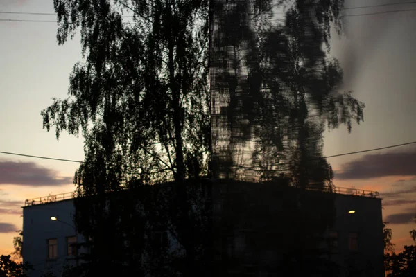 Дерево Отражается Здании Большое Дерево Самые Ранние Часы Дня Берч — стоковое фото