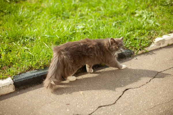 Katze Auf Der Straße Die Katze Geht Sommer Spazieren Ein — Stockfoto