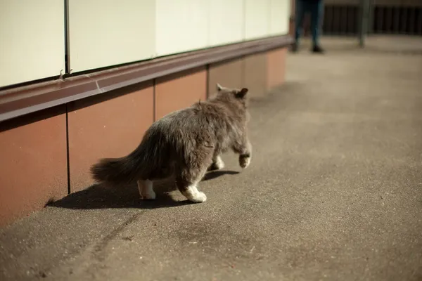 Gato Rua Gato Caminha Verão Animal Com Cabelo Macio — Fotografia de Stock