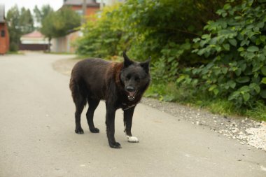 Yolda siyah bir köpek var. Kırsalda başıboş bir köpek. Tehlikeli evcil hayvan. Bir hayvandaki siyah saçlar.