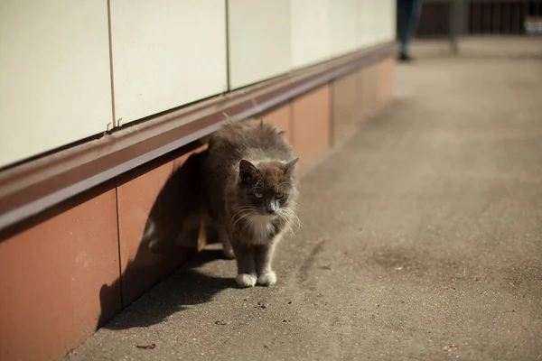 Kočka Ulici Kočka Chodí Létě Zvíře Jemnými Vlasy — Stock fotografie