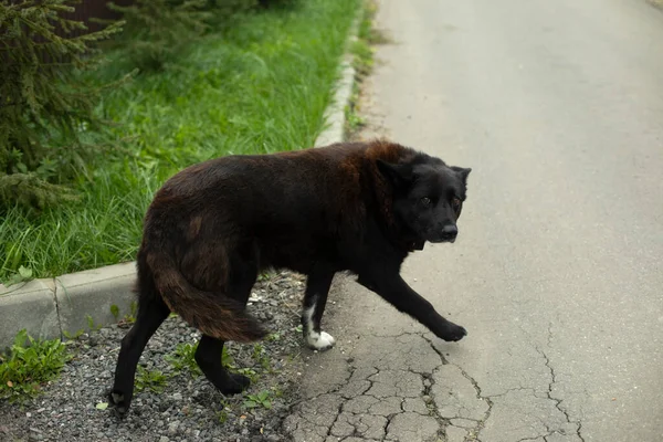 道路に黒い犬がいる 田舎の野良犬 危険なペットだ 動物の黒い髪 — ストック写真