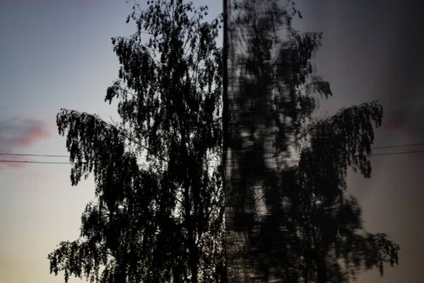 Árbol Refleja Edificio Gran Árbol Las Primeras Horas Del Día —  Fotos de Stock