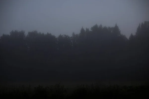 Ormanda Sabah Sisi Şehir Dışında Hava Nemli Siste Şafak Öncesi — Stok fotoğraf