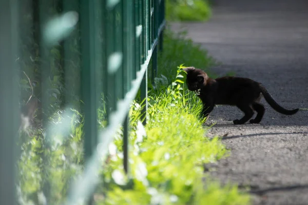 Gattino Nero Gioca Nel Cortile Estate Gattino Strada Animali Senzatetto — Foto Stock