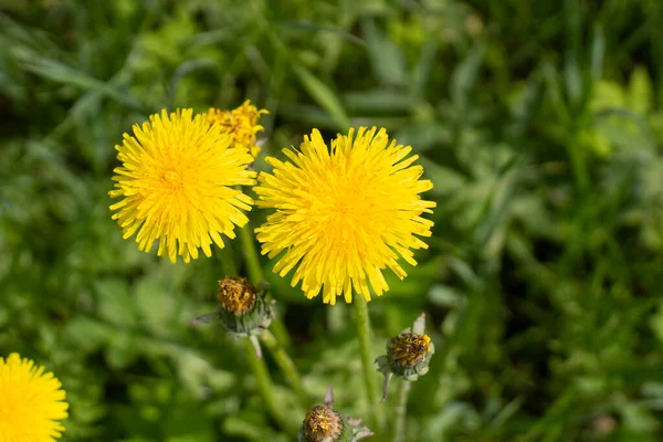 Gelber Löwenzahn Sommer Sommerblumen Die Schönheit Der Natur Schöner Natürlicher — Stockfoto