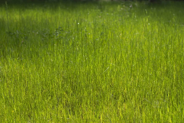 Зеленая Трава Лужайка Ярком Солнечном Свете Текстура Молодых Растений Мягкая — стоковое фото