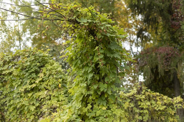 Plante Asclépiade Sur Arbre Feuilles Vertes Été Nature Dans Parc — Photo
