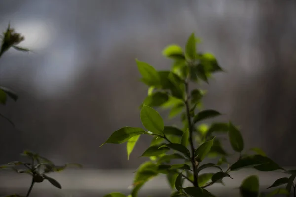 Plant Voor Glas Zelfgemaakte Citroen Groene Bladeren Van Plant Stengel — Stockfoto