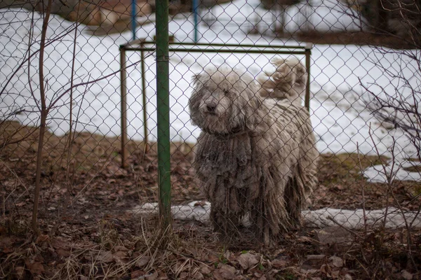 Cão Peludo Atrás Cerca Monte Cabelo Num Cão Cão Num — Fotografia de Stock