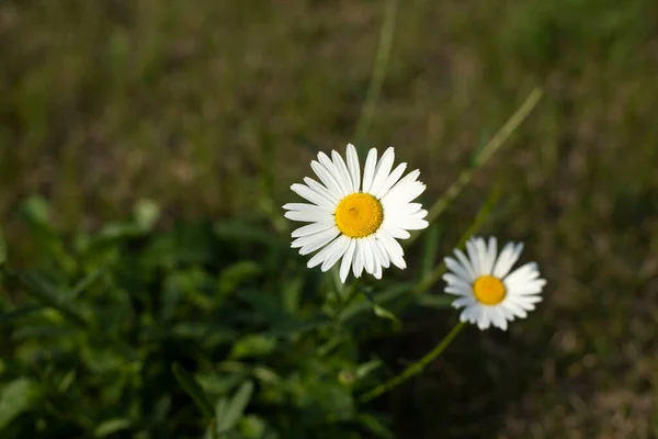 Weiße Kamille Blumen Auf Dem Rasen Frühjahrsblüte — Stockfoto
