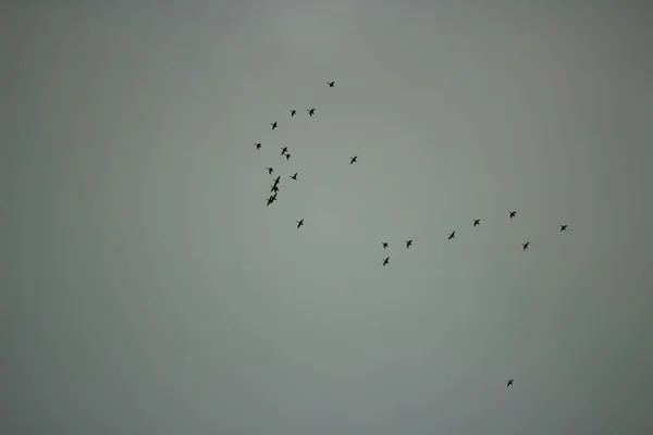A flock of birds in the sky. The birds fly south. Gray sky and a shoal of migratory birds.