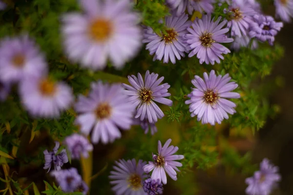 Lila Blüten Gartenpflanzen Hintergrund Der Sommerblumen Garten — Stockfoto