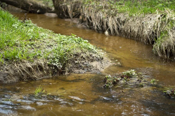 Bäck Skogen Sötvatten Rinner Genom Naturlig Kanal Smala Floder — Stockfoto