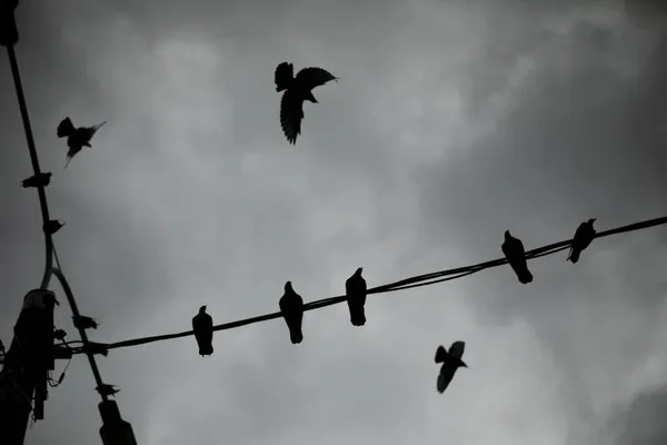 ワイヤーのピジョン 鳥との灰色の日 雲の背景に都会の鳥がたくさんいます ケーブルの上に座っているハトのシルエット — ストック写真