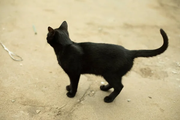 Een Zwarte Kat Straat Een Zwerfkat Stoep Het Dier Loopt — Stockfoto