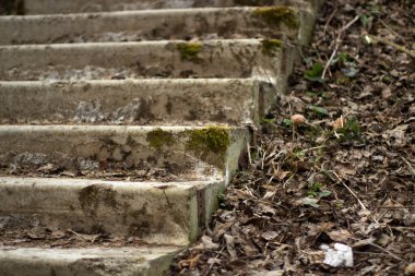 Yosun içinde adımlar. Terk edilmiş mimarinin ayrıntıları. Merdiven çimlerle kaplanmış..