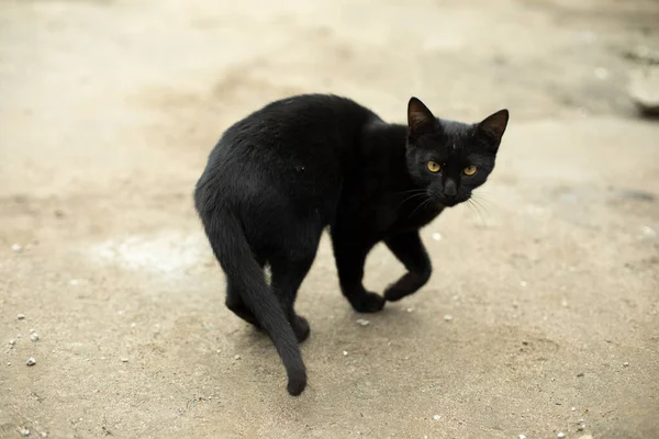 通りに黒い猫がいる 歩道に野良猫 動物は一人で歩く — ストック写真
