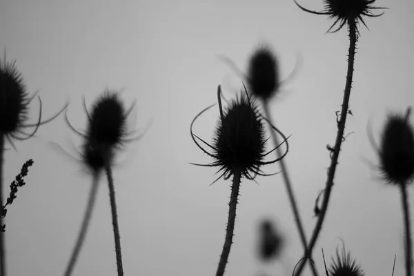 식물의 가시가 식물의 기둥들 하늘을 배경으로 가시덤불의 실루엣 — 스톡 사진