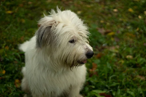 Kutya Utcán Vastag Hajú Kutya Terrier Gyepen — Stock Fotó