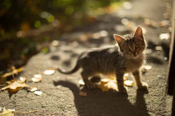 Котенок Осенью Милые Фролики Дворе Кошка Потерялась Бродячее Животное — стоковое фото