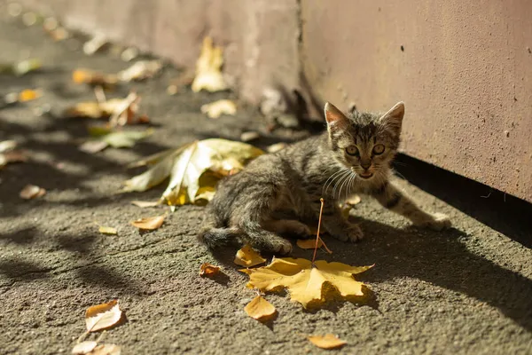 秋には子猫 庭のかわいいペットのフリック 猫は迷子になった 野良動物 — ストック写真