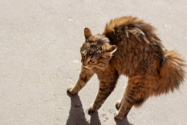 Gatto Sospirò Suoi Capelli Animale Spaventato Gatto Randagio Difende Aggressione — Foto Stock