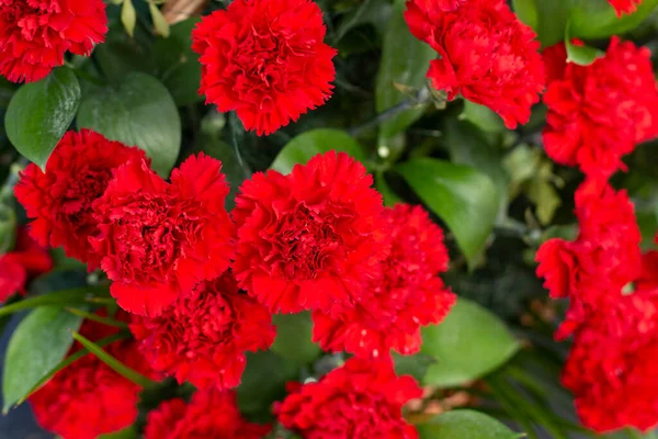 Κόκκινα Γαρύφαλλα Λουλούδια Στο Μνημείο Φυτά Κήπου Μαζεύονται Μαζί Λουλούδια — Φωτογραφία Αρχείου