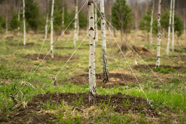 Birch Planted Ground Forest Planted Russia Planting Seedlings Park Restoration — Stock Photo, Image