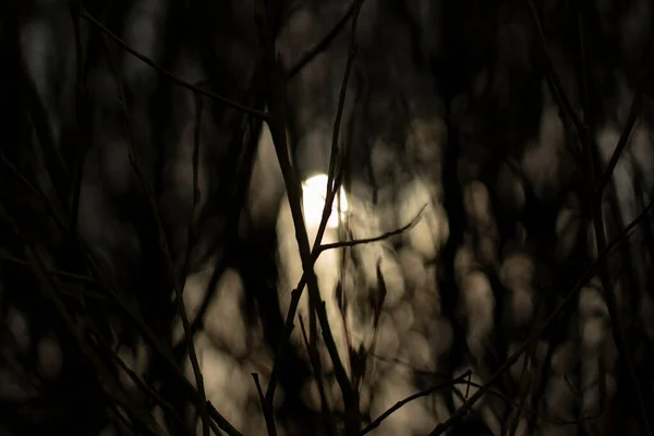 The sun through the branches of the plant. Background with plants. The texture of the branches.