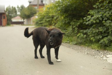 Yolda siyah bir köpek var. Kırsalda başıboş bir köpek. Tehlikeli evcil hayvan. Bir hayvandaki siyah saçlar.