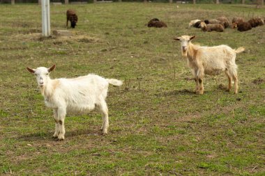 İki beyaz keçi. Çiftlikteki hayvanlar. Yeşil çimlerde keçi.
