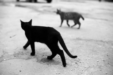 Sokaktaki sokak kedileri. Kuyruksuz kara kedi ve kedi. Sokak hayvanları.