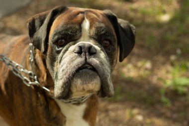 Köpek cins boksör. Bir köpek portresi. Zincirli evcil hayvan. Evcil hayvan gezdiriyorum..