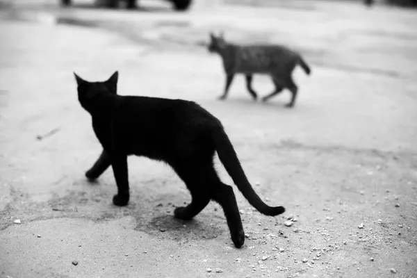 通りに猫を野次馬 尾のない黒い猫と猫 通りの動物 — ストック写真