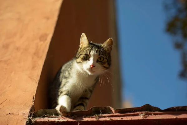 Gato Techo Mascota Huyó Lindo Animal Luz Del Sol — Foto de Stock