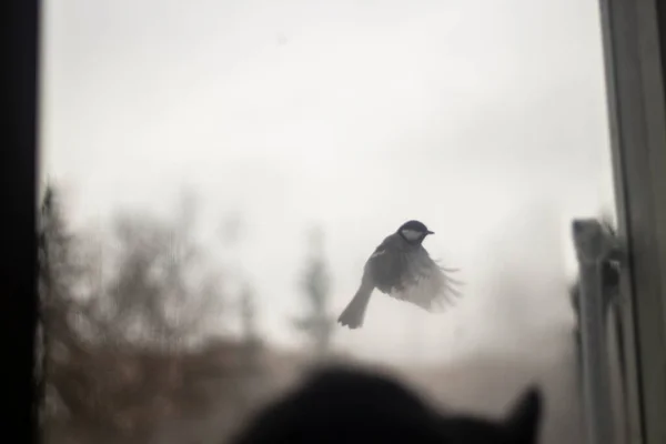 Ptak Oknem Kotek Patrzy Ptaka Wspaniały Moment Latania Szybą — Zdjęcie stockowe