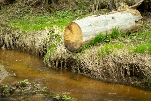 Bäck Skogen Sötvatten Rinner Genom Naturlig Kanal Smala Floder — Stockfoto
