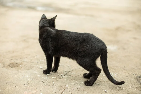 通りに黒い猫がいる 歩道に野良猫 動物は一人で歩く — ストック写真