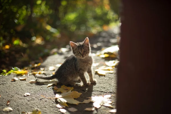 Kotě Ulici Zbloudilá Kočka Roztomilý Mazlíček Bojí Kamery Kotě Slunci — Stock fotografie