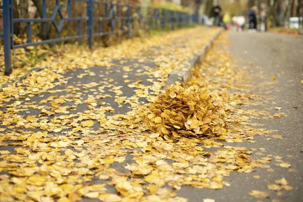 路上的干叶 一堆黄叶 清理落叶 秋天白桦树的小分生孢子 — 图库照片