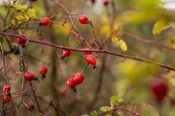 Rosas Rojas Colgando Una Rama Sábanas Amarillas Finales Otoño Rusia —  Fotos de Stock