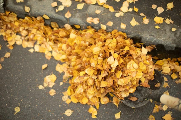 路上的干叶 一堆黄叶 清理落叶 秋天白桦树的小分生孢子 — 图库照片