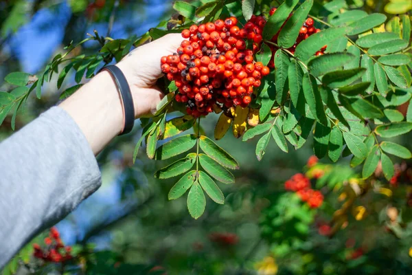 Mão Segura Rowan Suculento Rowan Árvore Bagas Vermelhas Homem Rouba — Fotografia de Stock
