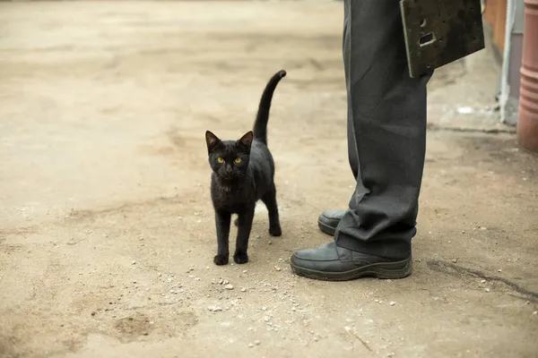 Een Zwarte Kat Bij Voeten Van Man Een Man Streelt — Stockfoto